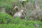 PICTURES/Road Trip - Leeds Castle/t_Gray Goose1.JPG